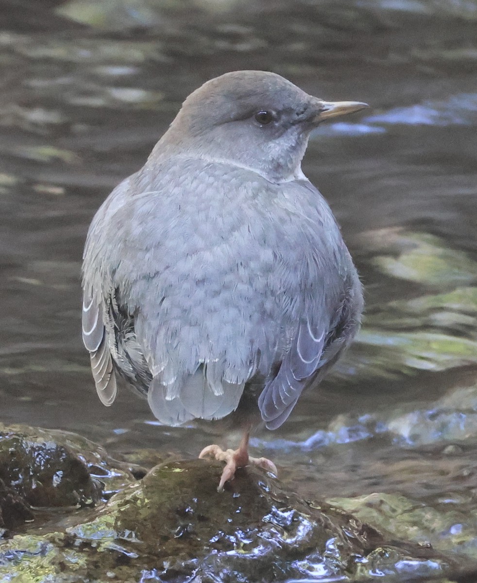 American Dipper - ML642497296