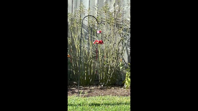 Ruby-throated Hummingbird - ML642497319