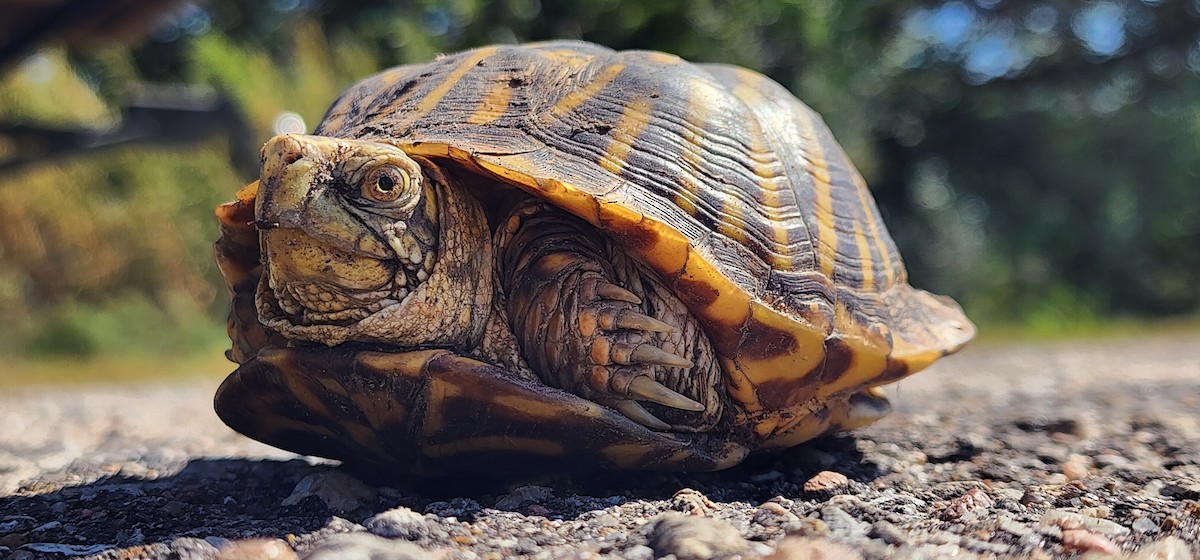 Ornate Box Turtle - ML642497337