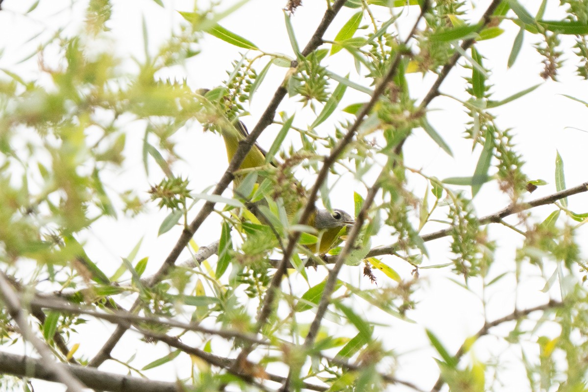 Rubinfleck-Waldsänger - ML642497343