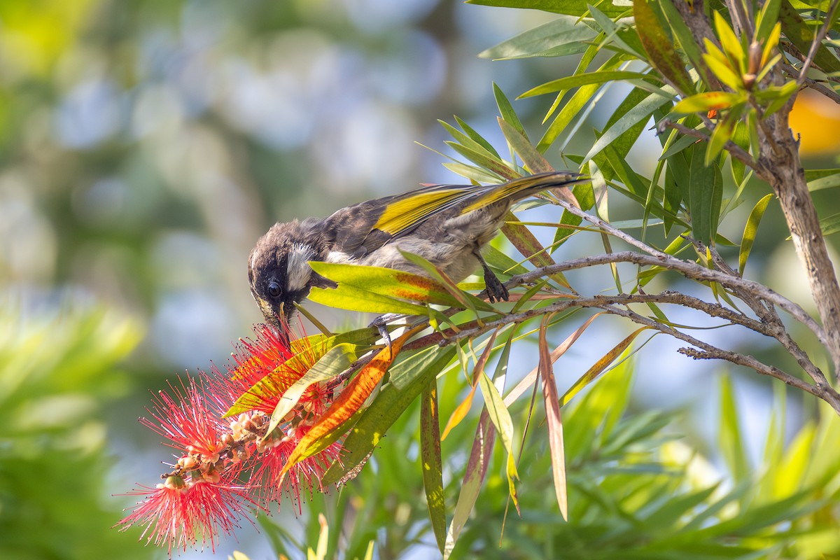 White-cheeked Honeyeater - ML642497349
