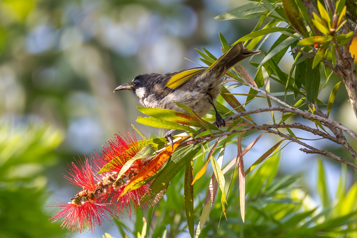White-cheeked Honeyeater - ML642497350
