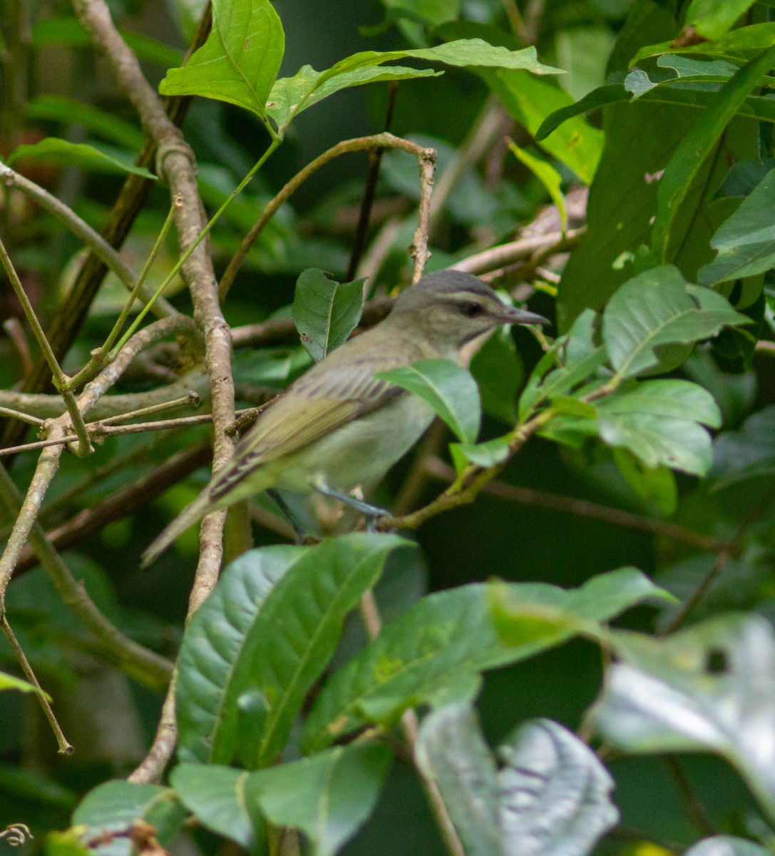 Black-whiskered Vireo - ML642497389