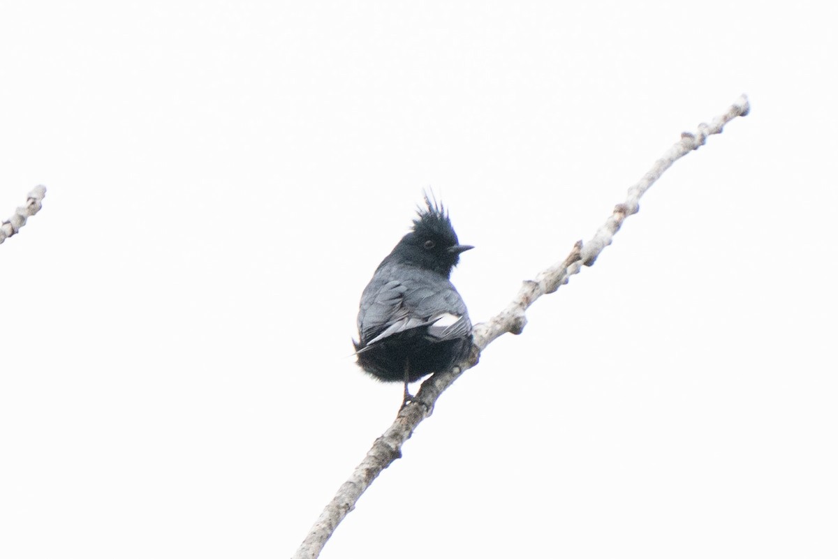 Phénopèple luisant - ML642497393