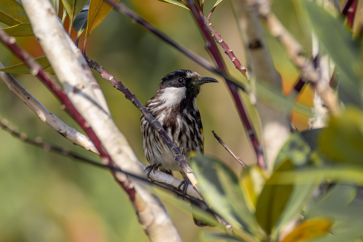 White-cheeked Honeyeater - ML642497394