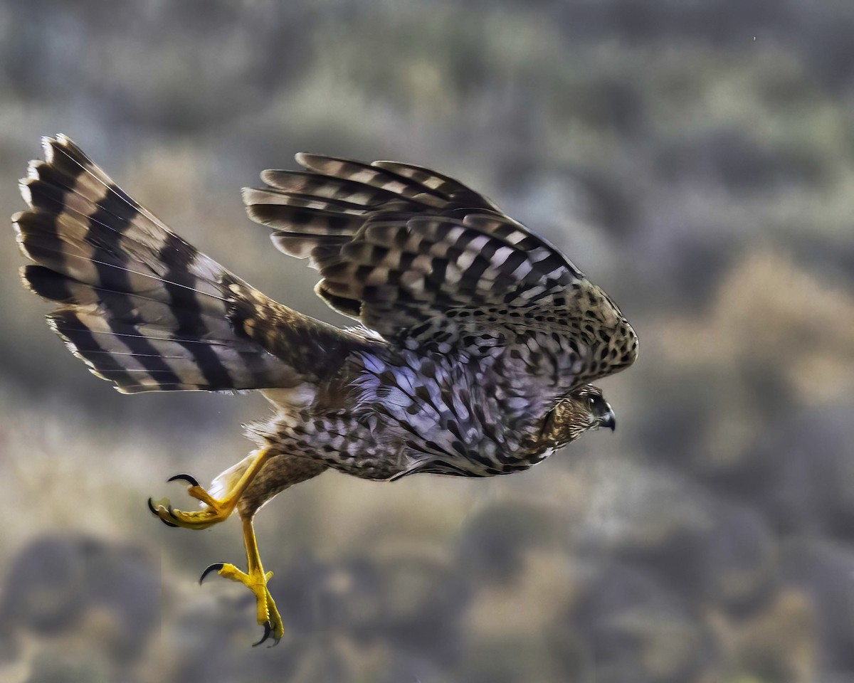 Cooper's Hawk - ML642497401