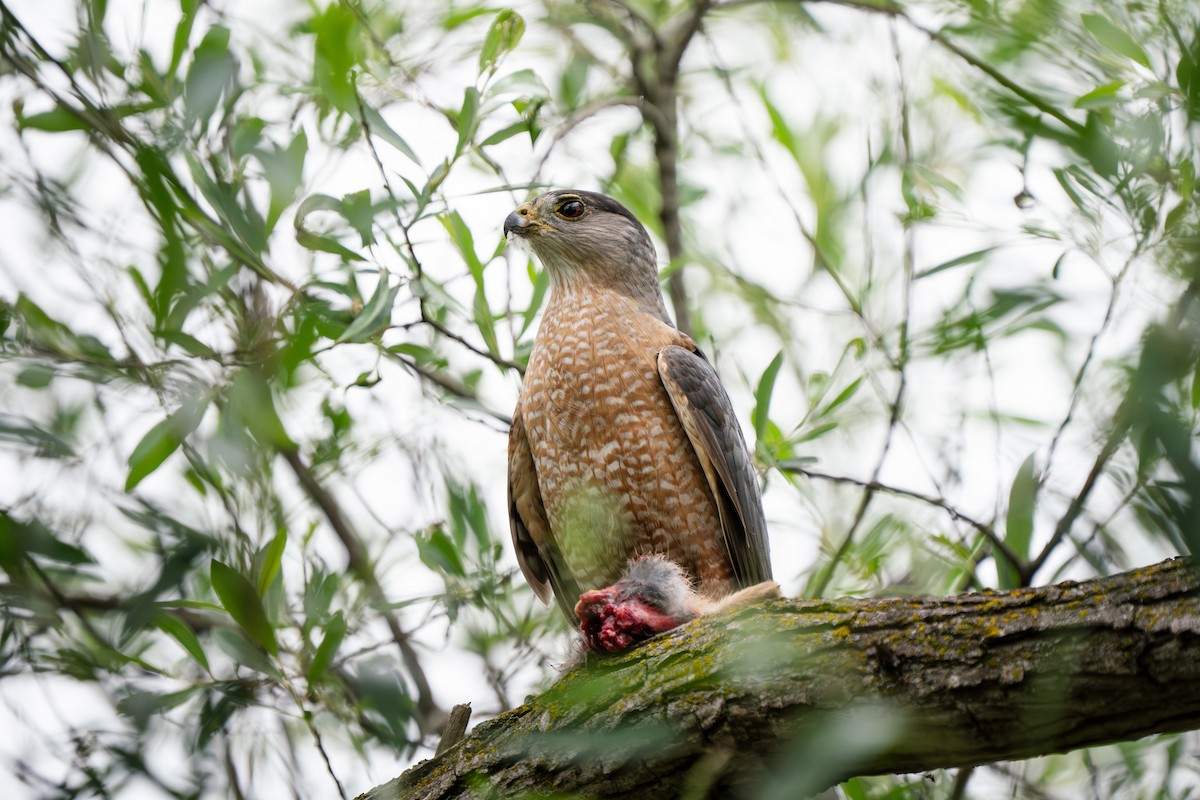 Cooper's Hawk - ML642497402