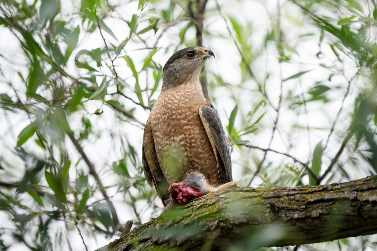 Cooper's Hawk - ML642497403