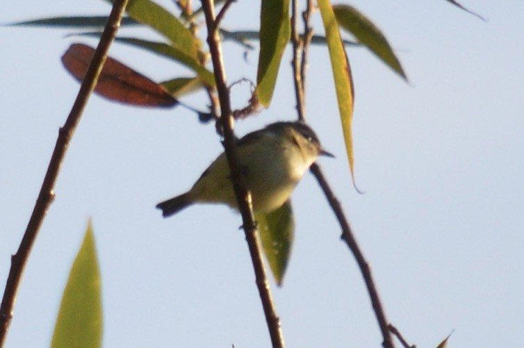 Warbling Vireo - ML642497406