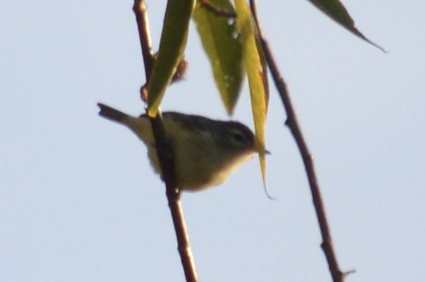 Warbling Vireo - ML642497408