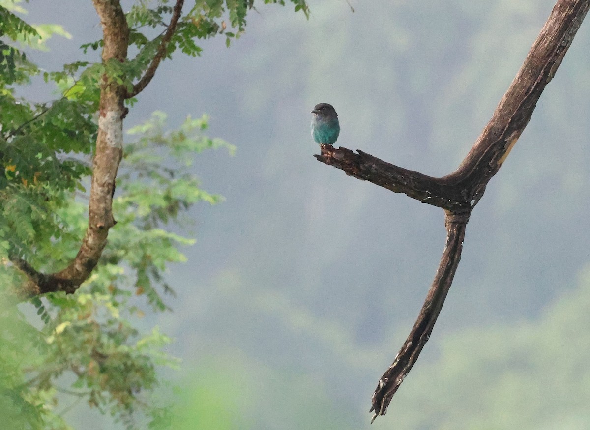 Dollarbird - ML642497420