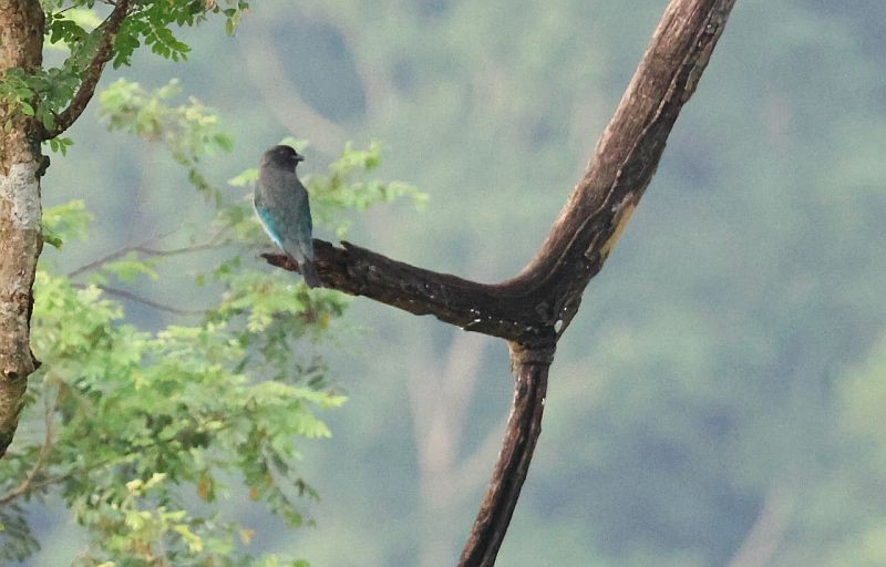 Dollarbird - ML642497421