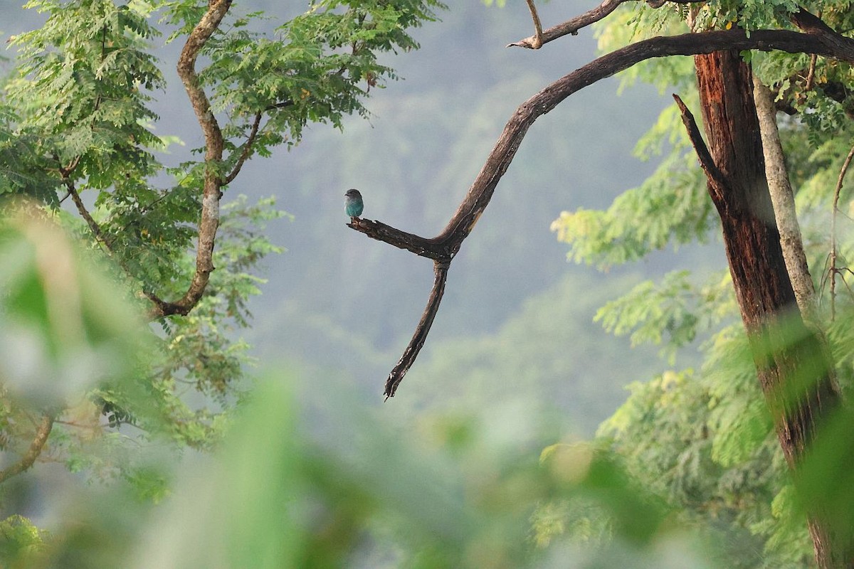 Dollarbird - ML642497436