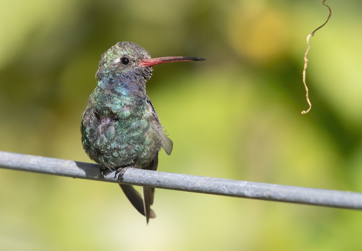 Broad-billed Hummingbird - ML642497439