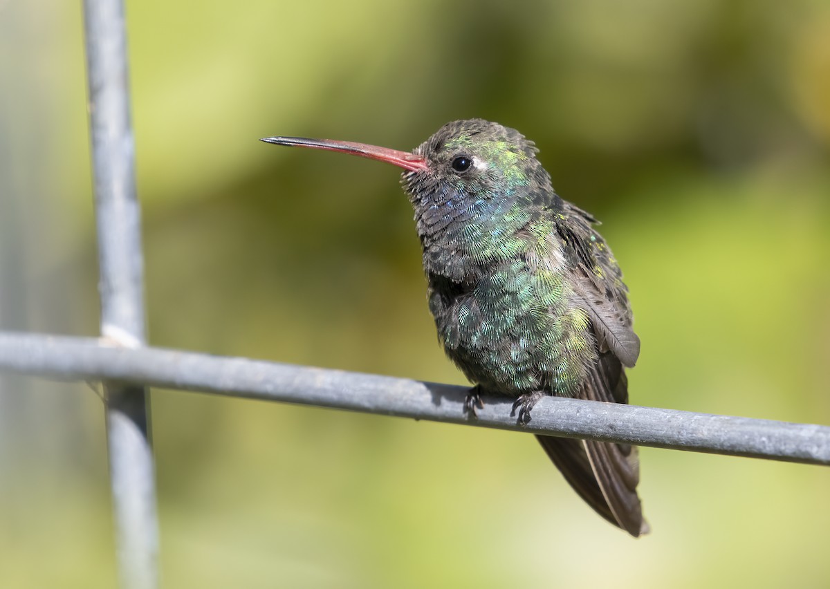 Broad-billed Hummingbird - ML642497448