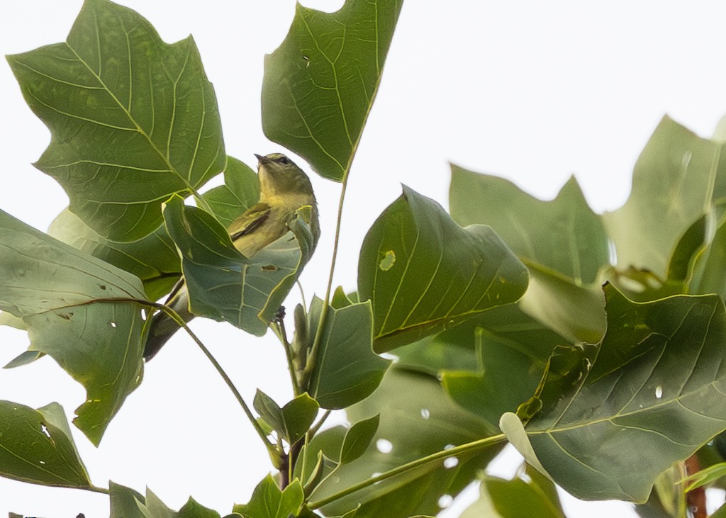 Tennessee Warbler - ML642497458