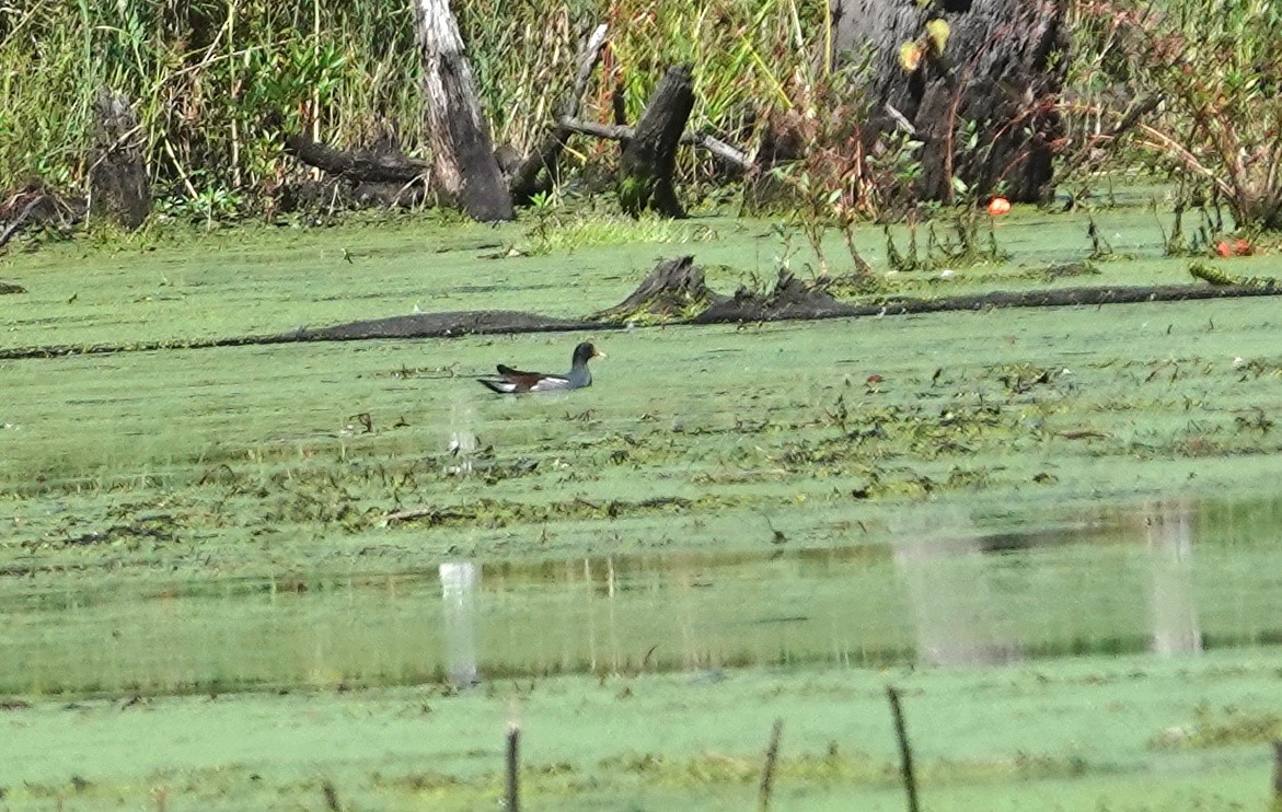 Common Gallinule - ML642497476