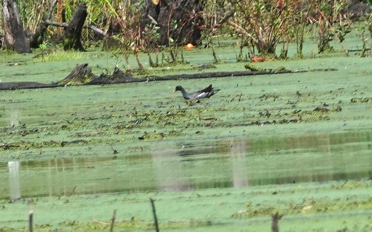 Common Gallinule - ML642497477