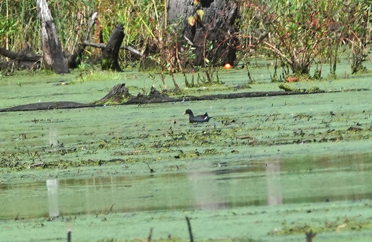 Common Gallinule - ML642497478