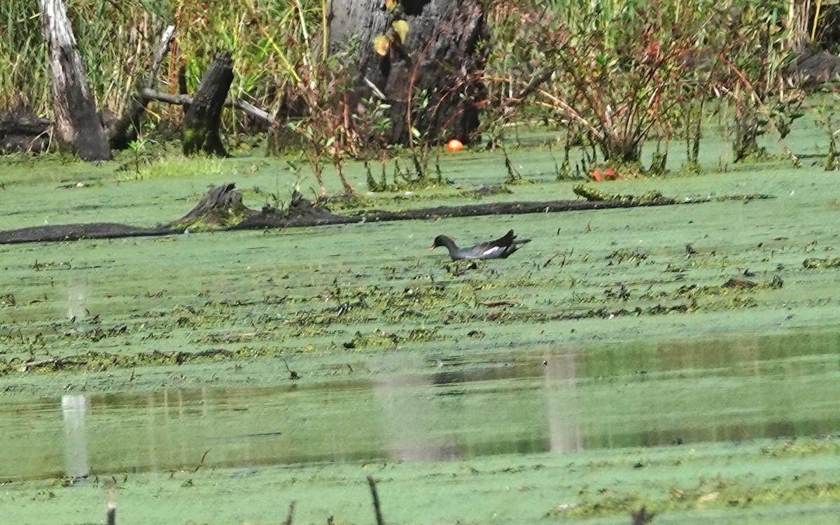 Common Gallinule - ML642497479