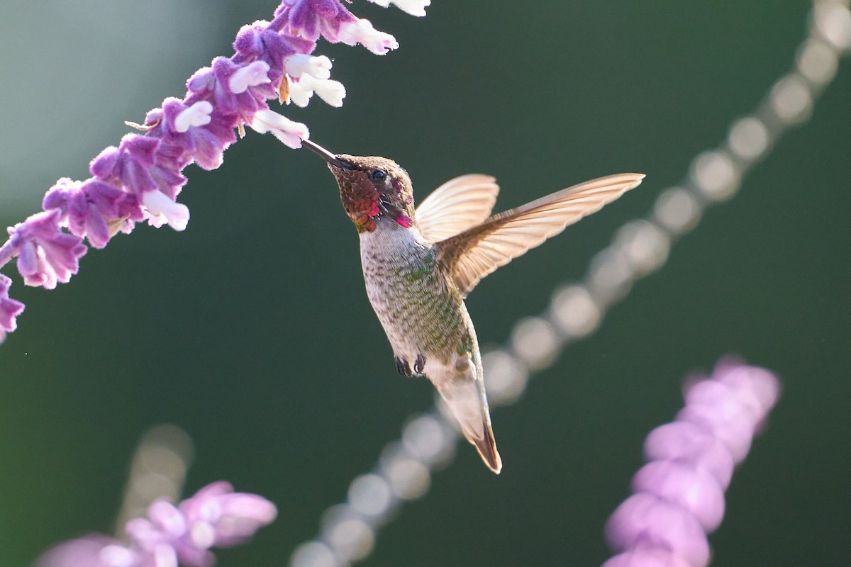 Anna's Hummingbird - ML642497490