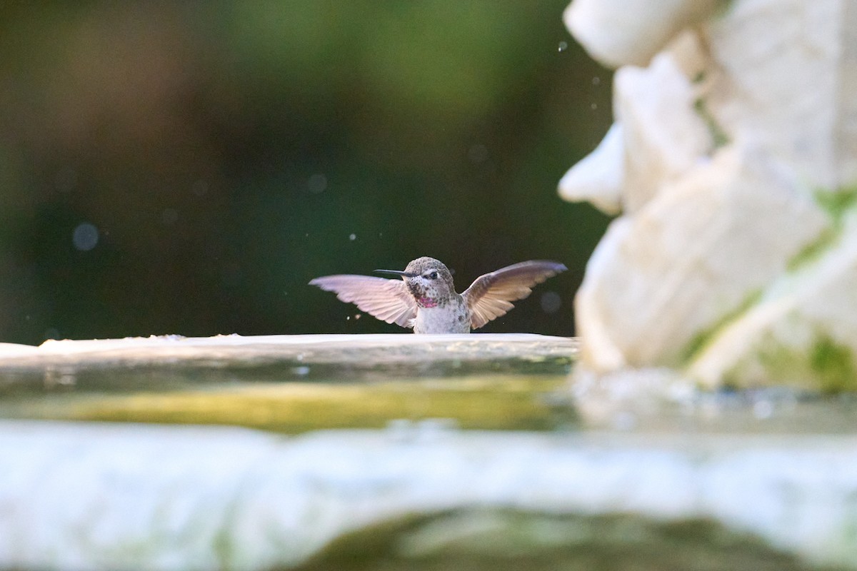 Anna's Hummingbird - ML642497491