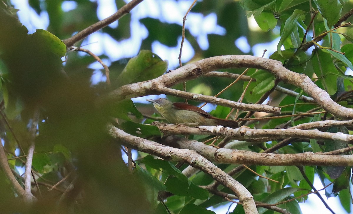 Pin-striped Tit-Babbler - ML642497492