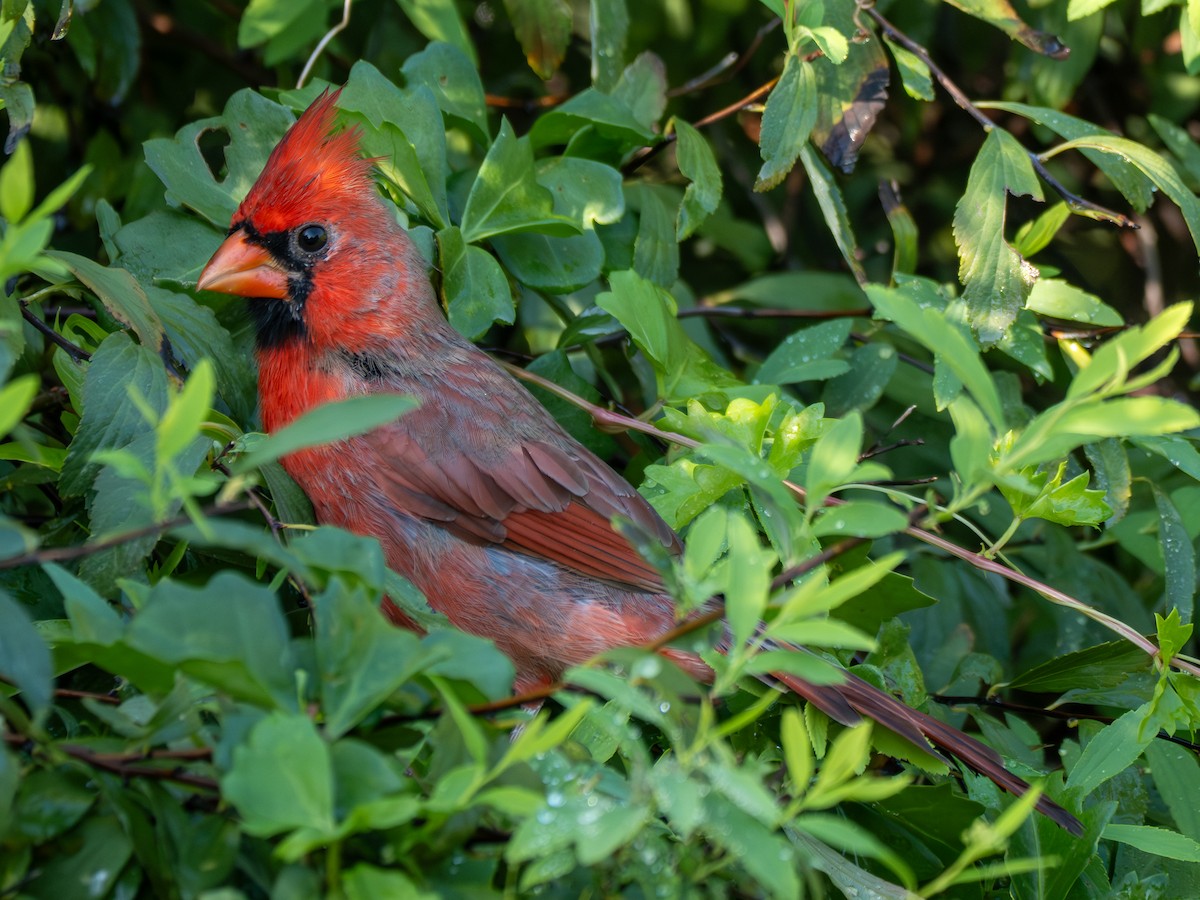 Cardinal rouge - ML642497498