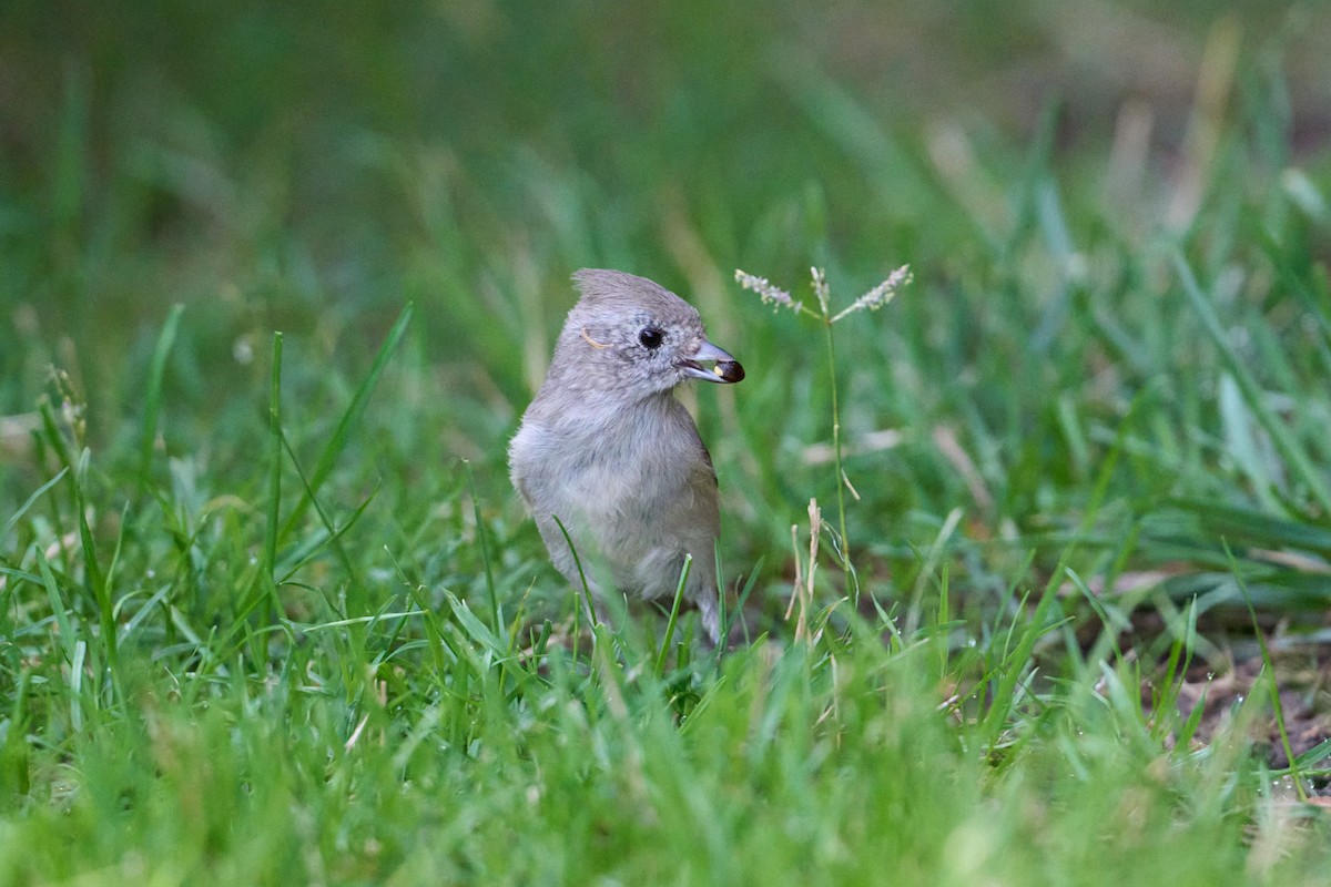 Oak Titmouse - ML642497501