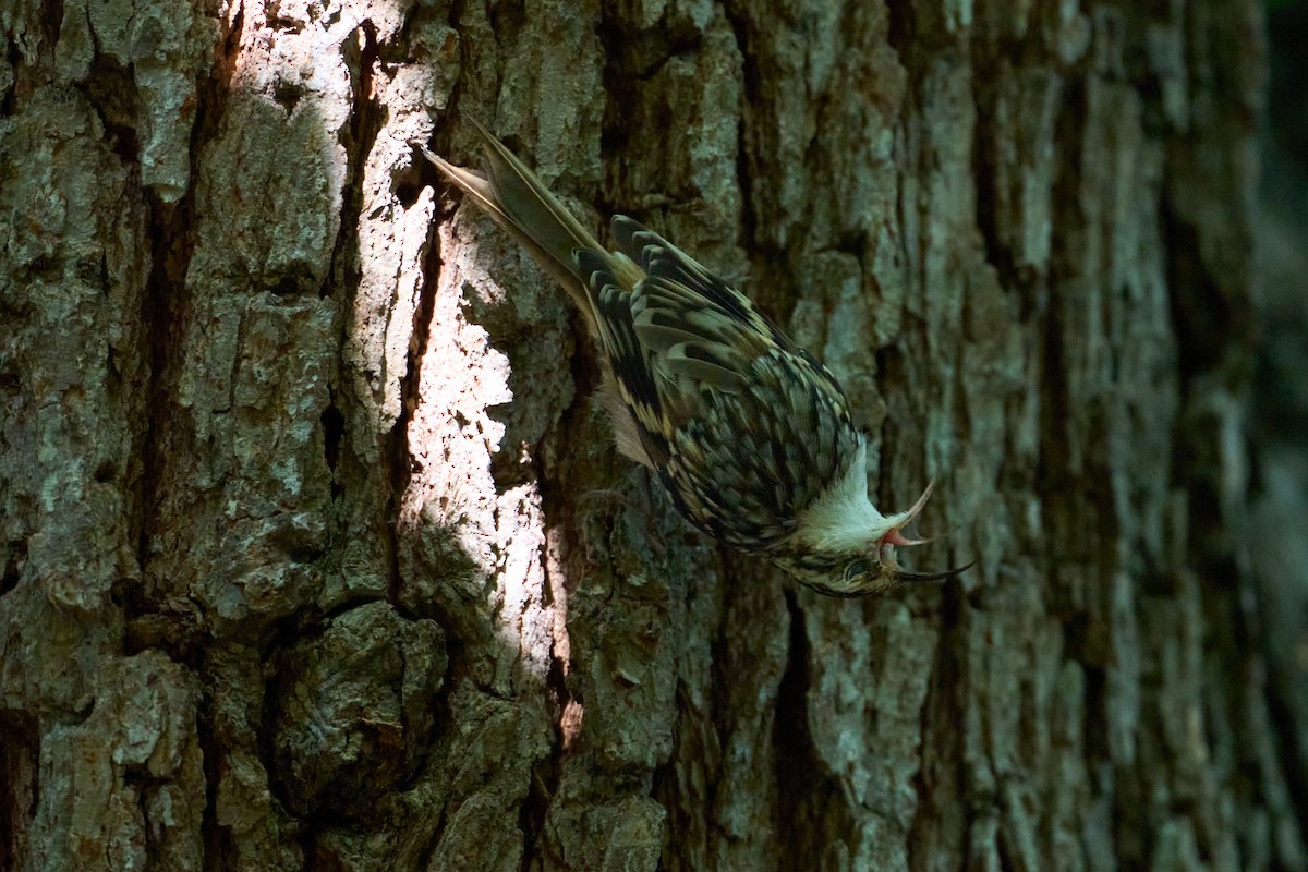 Brown Creeper - ML642497508