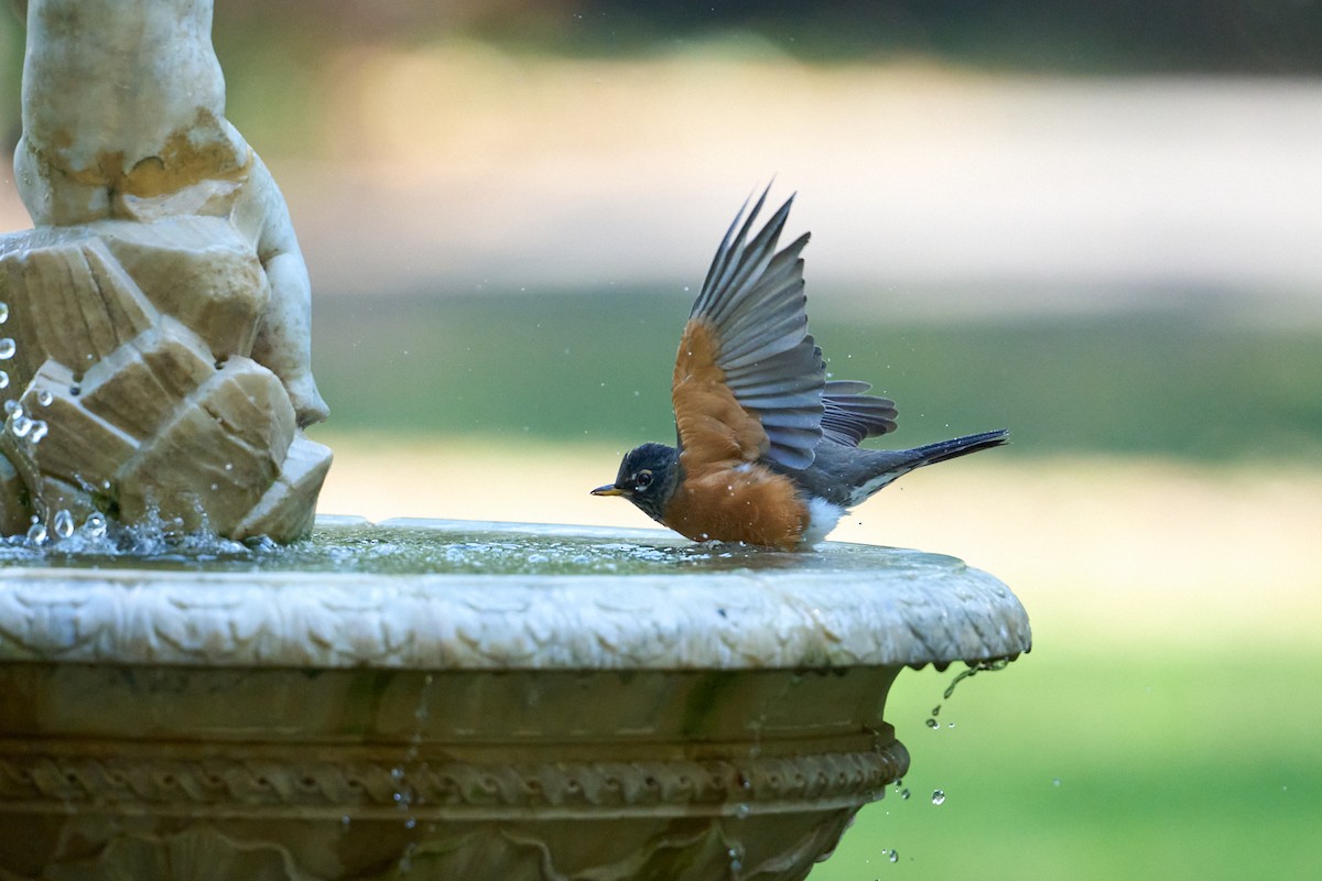 American Robin - ML642497512