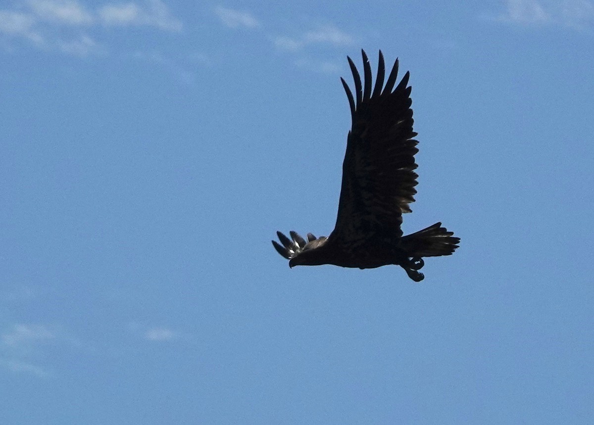 Bald Eagle - ML642497513