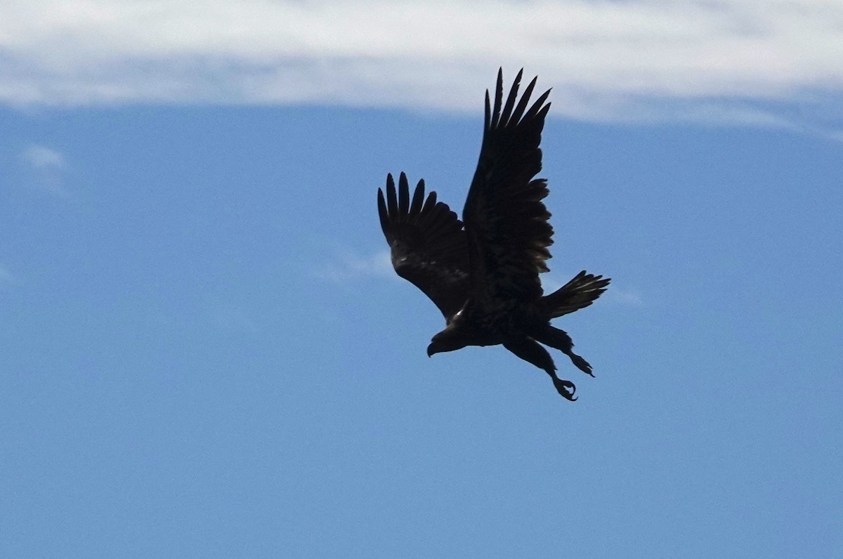 Bald Eagle - ML642497514