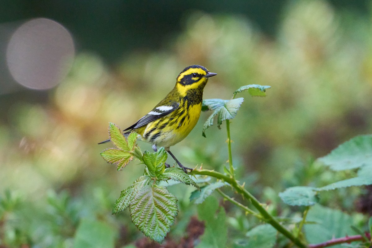 Townsend's Warbler - ML642497517