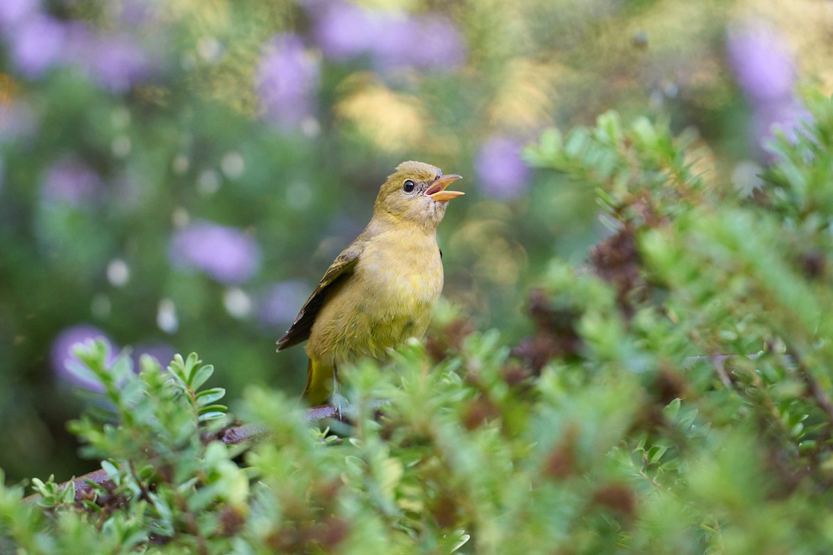 Western Tanager - ML642497519