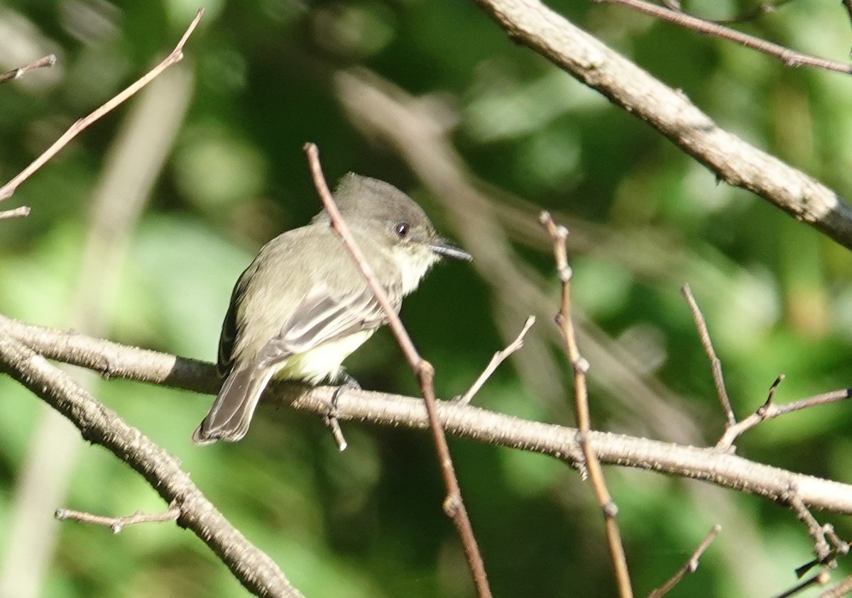 Eastern Phoebe - ML642497547