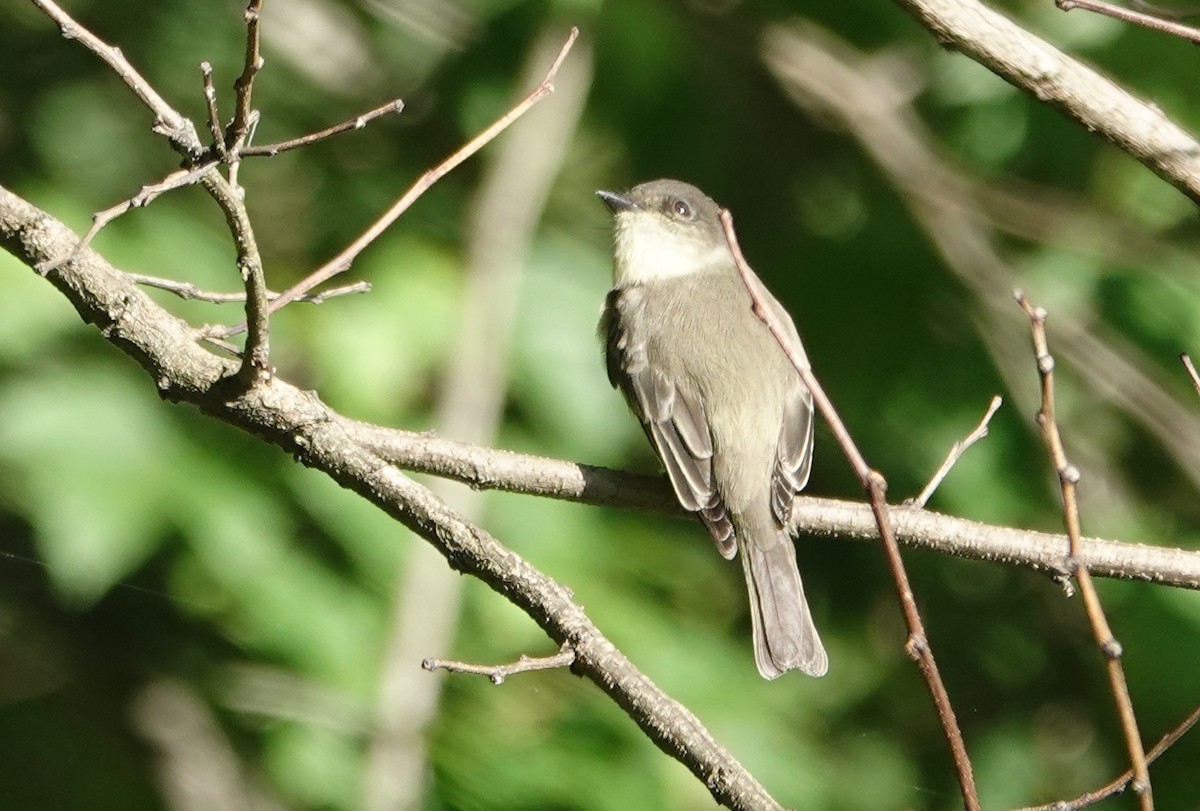 Eastern Phoebe - ML642497548