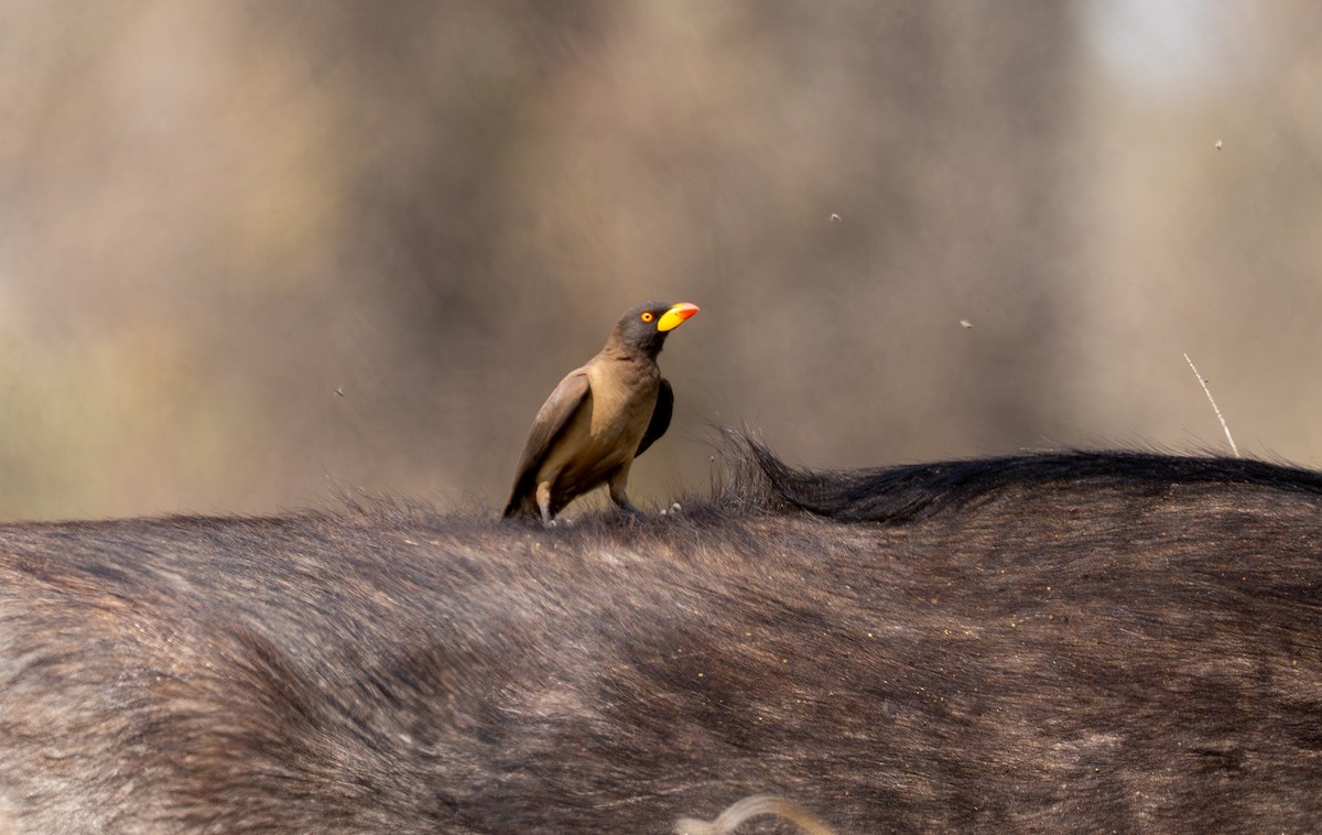 Yellow-billed Oxpecker - ML642497555