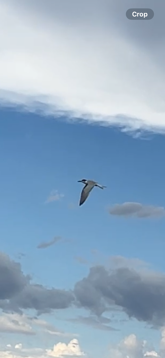 Common Tern - ML642497558