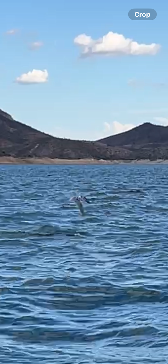 Common Tern - ML642497559