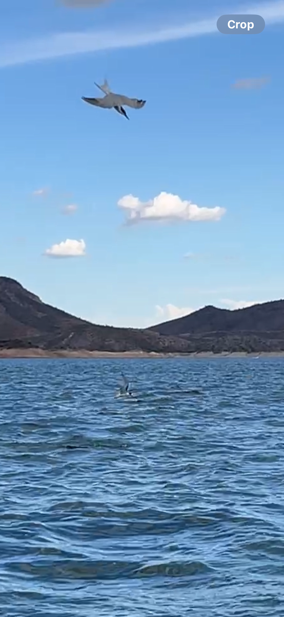 Common Tern - ML642497561