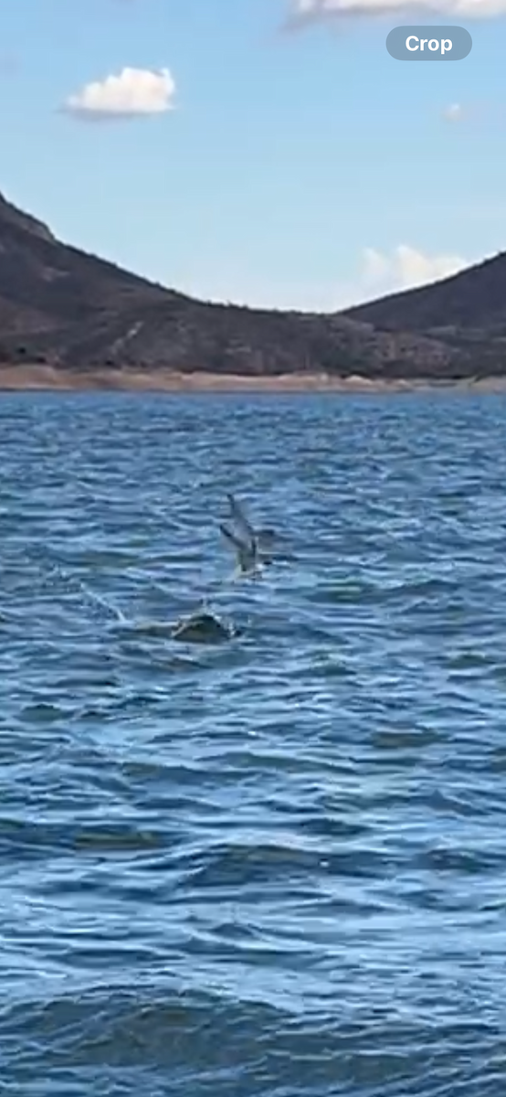 Common Tern - ML642497562