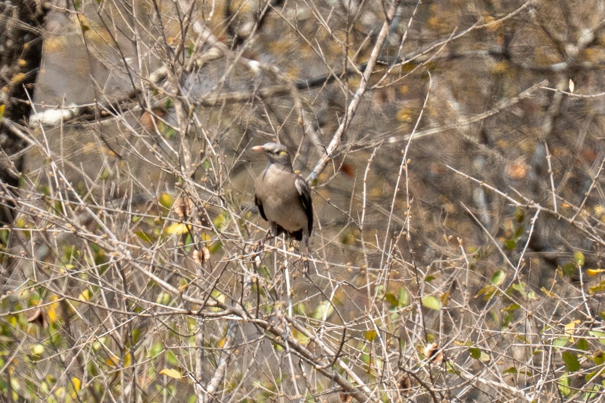 Wattled Starling - ML642497577
