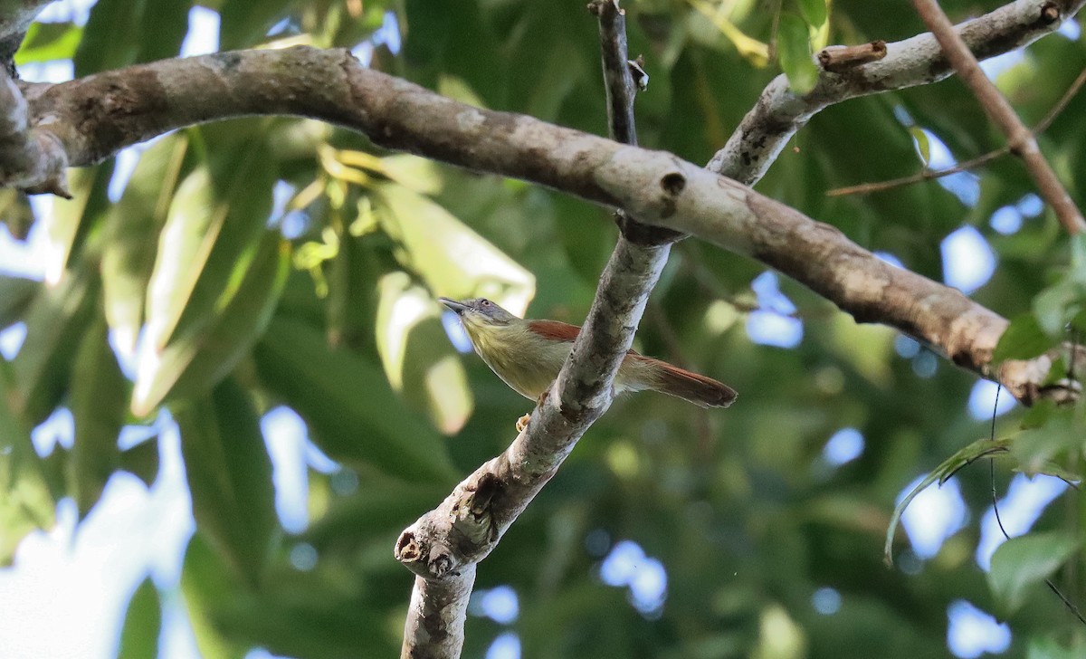 Pin-striped Tit-Babbler - ML642497585