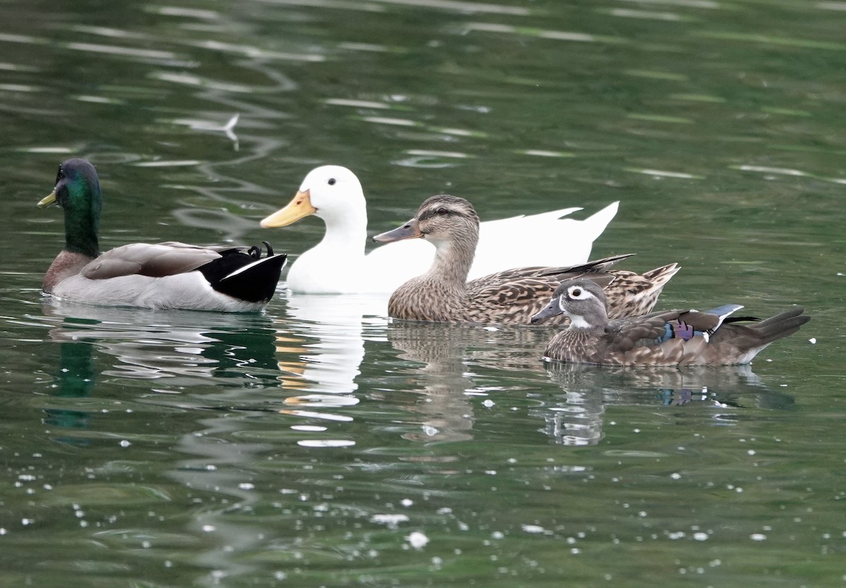 Wood Duck - ML642497590