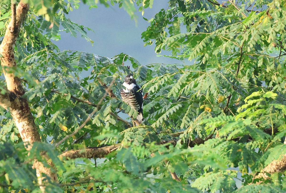 Black Baza - ML642497593