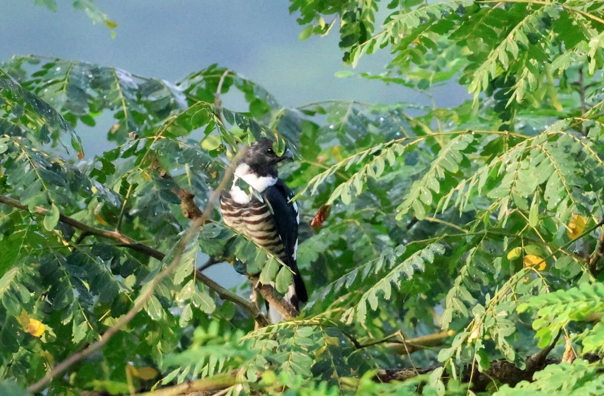 Black Baza - ML642497594