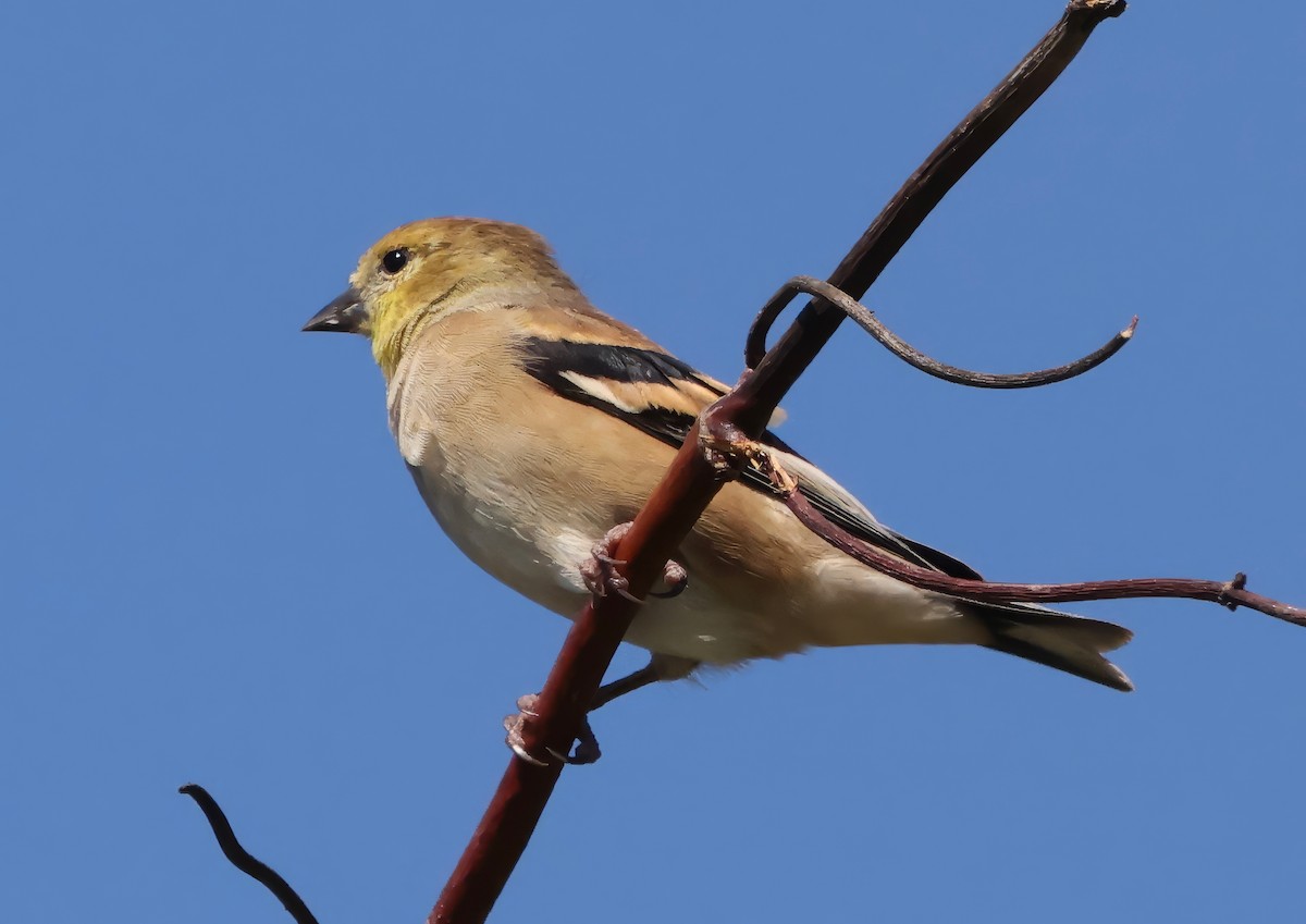 American Goldfinch - ML642497626