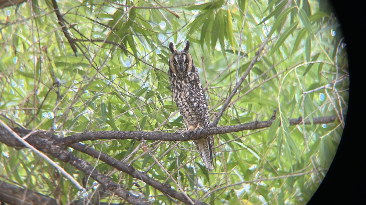 Long-eared Owl - ML642497628