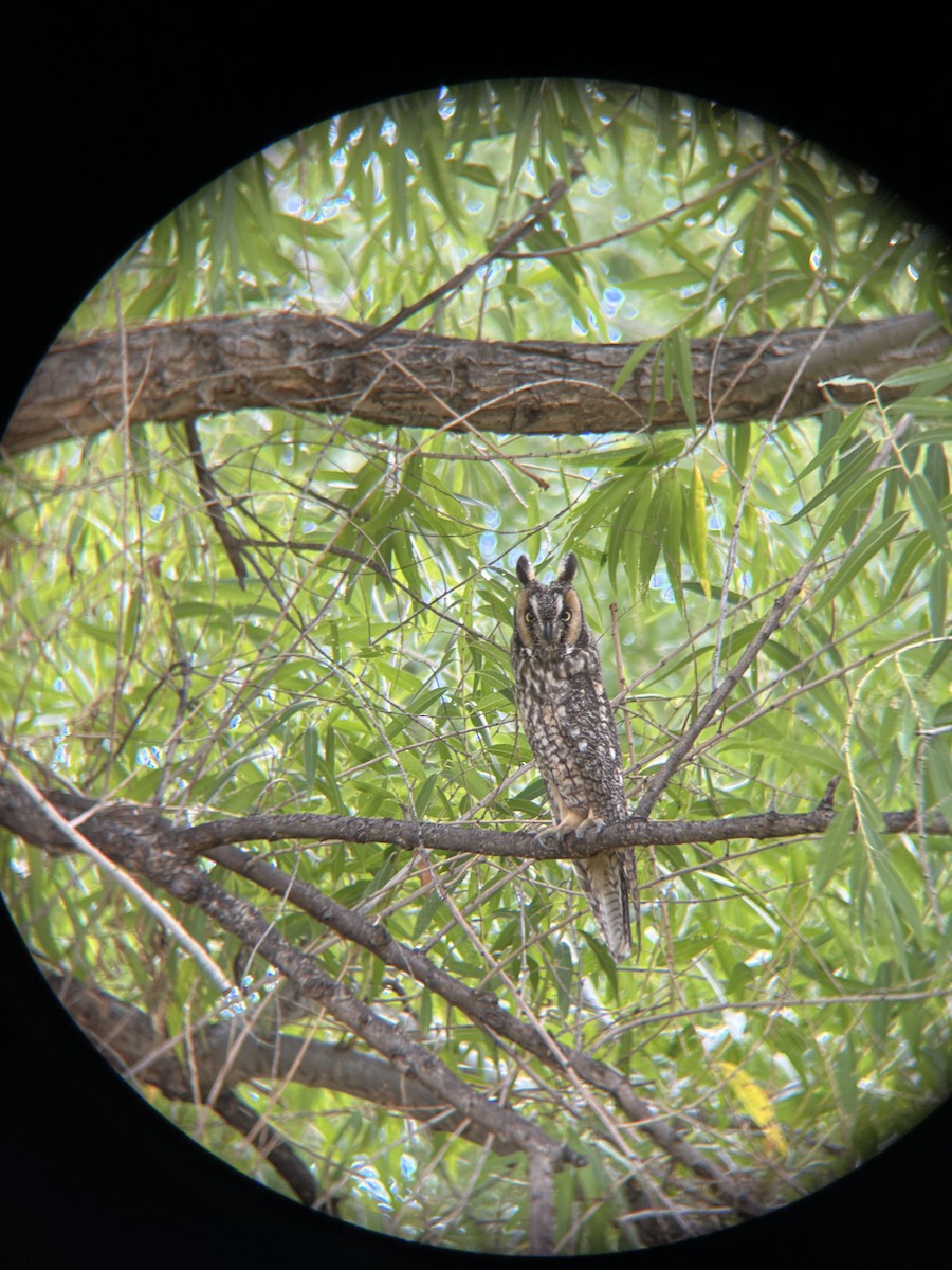 Long-eared Owl - ML642497629